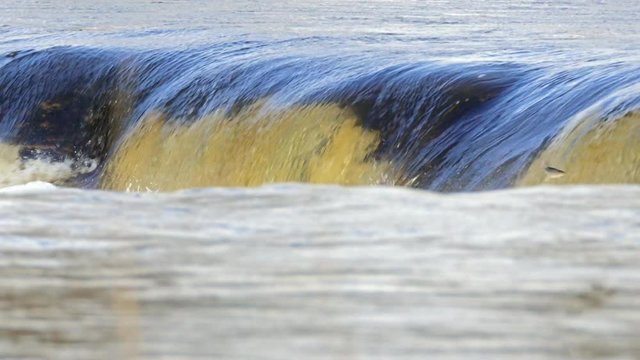 Vimba fish jumping up the Europe's widest waterfall Venta rapids in Kuldiga, Latvia during spring floods