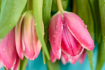 Spring Wet Pink Tulips