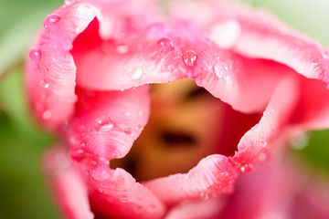 Spring Wet Pink Tulips