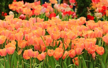 The Tulip flower Garden in Thailand on Sunny day