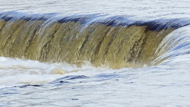 Vimba fish jumping up the Europe's widest waterfall Venta rapids in Kuldiga, Latvia during spring floods