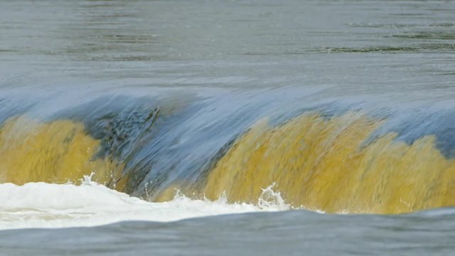 Vimba fish jumping up the Europe's widest waterfall Venta rapids in Kuldiga, Latvia during spring floods