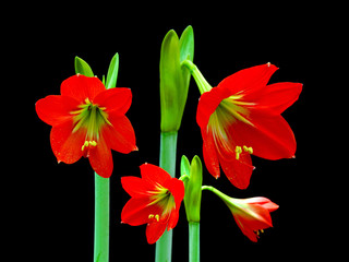 Beautiful Blossoms of red Amaryllis flower