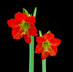 Beautiful Blossoms of red Amaryllis flower