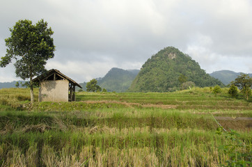 cottage farmer in the rice fields that have been harvested