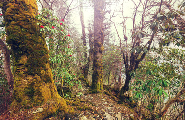 Obraz premium Nepal jungle