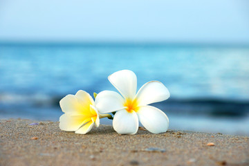 deux fleurs de plumeria sur le sable sur la plage