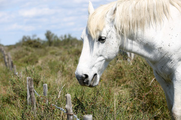 la camargue 