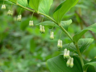 sigillo di Salomone (Polygonatum officinale) - Pianta con fiori
