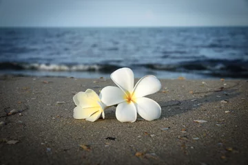 Papier Peint photo autocollant Frangipanier two plumeria flowers on the sand on the beach