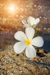 two plumeria flowers on the sand on the beach