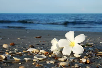 Crédence de cuisine en verre imprimé Frangipanier deux fleurs de plumeria sur le sable sur la plage