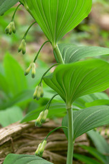 sigillo di Salomone (Polygonatum officinale) - Pianta con fiori