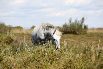 la camargue 
