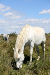 Obraz premium la camargue 