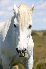 Fototapeta premium Camargue