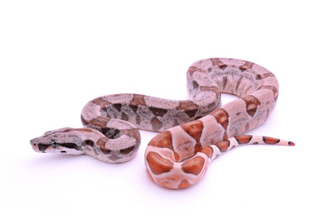 Obraz premium Boa constrictor imperator salmon