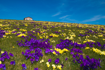 Obraz premium Mountain chalet on carpet of wild flowers