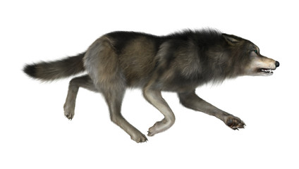 3D Illustration Wild Wolf on White