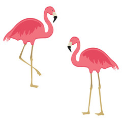 Pink flamingo vector
