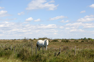 la camargue 