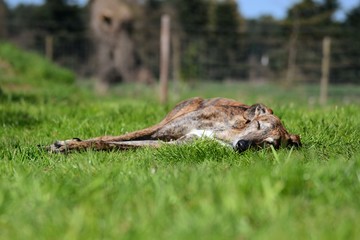 Galgo liegt im Gras und schläft