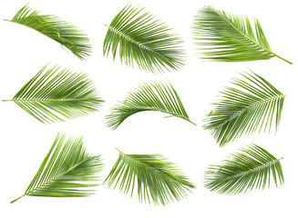 Obraz premium liść kokosowy