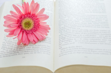 Pink Gerbera daisy flower at opened book