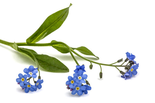 Fototapeta Light blue flowers of Forget-me-not (Myosotis arvensis), isolate
