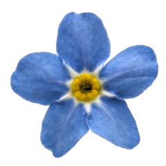 Light blue flower of Myosotis arvensis, isolated on white backgr