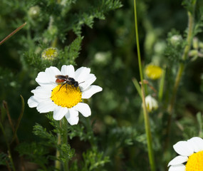 Tachinide, mouche rouge sur marguerite 