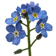 Fototapeta na wymiar Light blue flowers of Forget-me-not (Myosotis arvensis), isolate