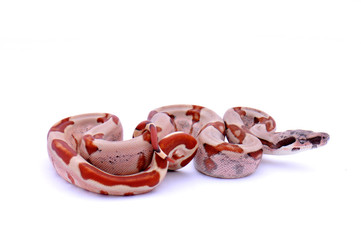 Boa constrictor imperator hypo jungle