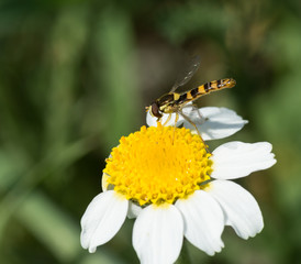 Clyte bélier sur marguerite 