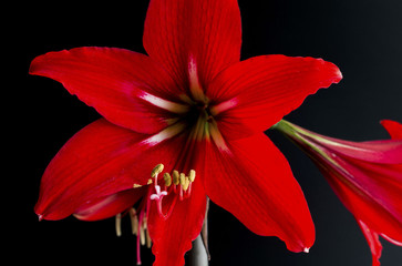Fiori fotografati su fondo scuro