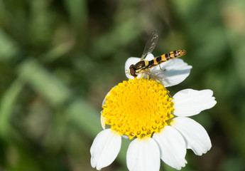 Obraz premium Clyte bélier sur marguerite 