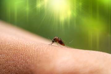 Close-up of a mosquito sucking blood in rainforests.
