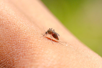 Close-up of a mosquito sucking blood in rainforests.
