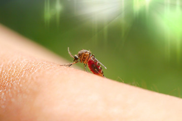 Close-up of a mosquito sucking blood in rainforests.