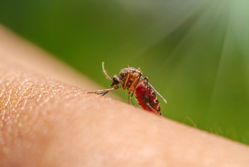 Close-up of a mosquito sucking blood in rainforests.