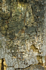 tree texture