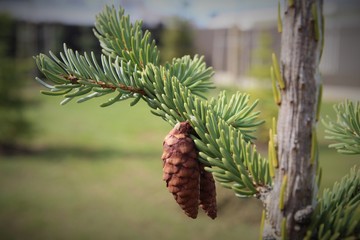 pine cones on a branch