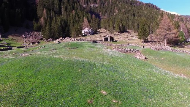 Sorvolo prati fioriti - Primavera e fiori crocchi a Chiareggio (Valmalenco)