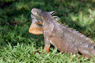 Fototapeta premium Grauer Leguan auf Cozumel, Mexiko