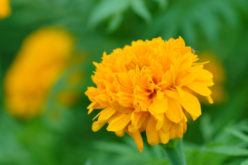 marigold in summer, Yellow marigold flowers.