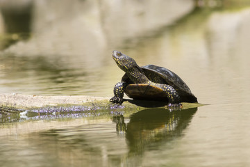 European pond turtle, Emys orbicularis