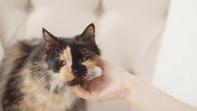 Maine Coon cat scratching chin