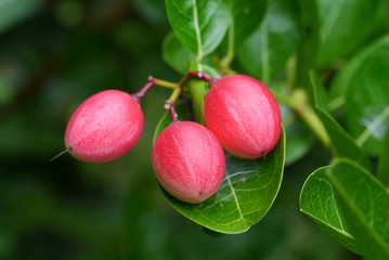 Fresh Super fruit (Carissa carandas Linn.) on tree.