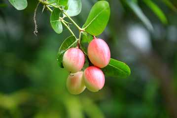 Fresh Super fruit (Carissa carandas Linn.) on tree.
