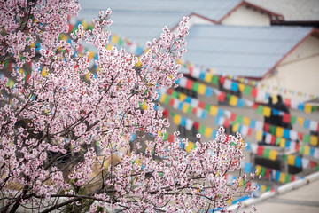 Cherry Blossom in Sakura season ,april with montra flag in Background